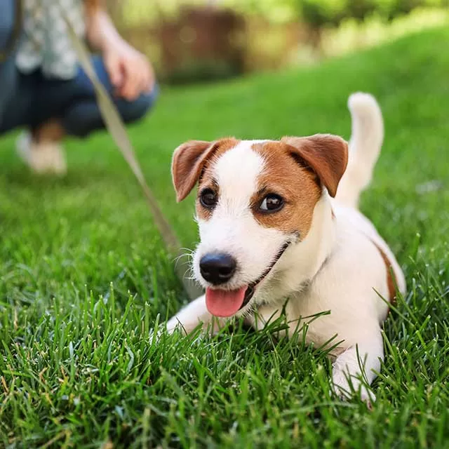 Enjoy the dog park.