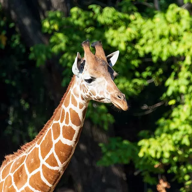 Feed the giraffes at the Fort Worth zoo.